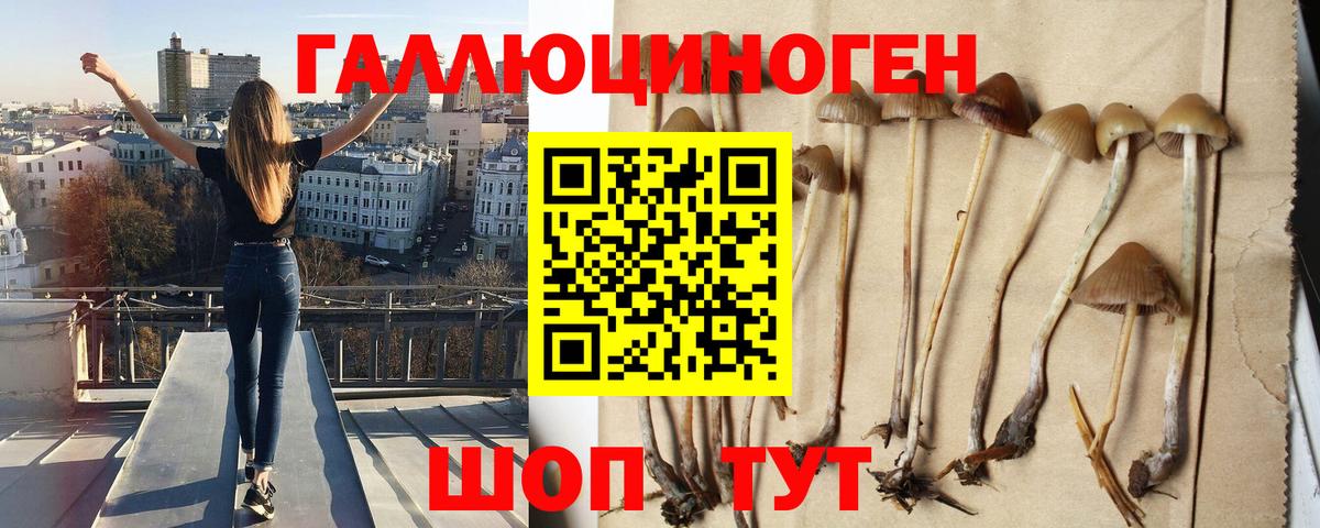Новозыбков  Псилоцибиновые грибы Psilocybine cubensis  Вход с VPN 